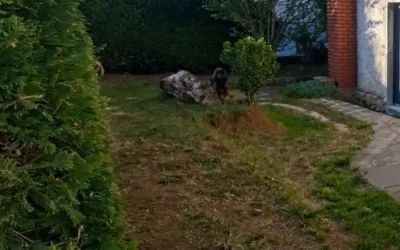 Élagage à Tucquegnieux : contrôler la croissance des arbres