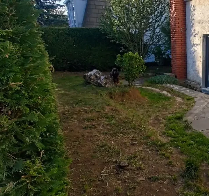 Élagage à Tucquegnieux : contrôler la croissance des arbres